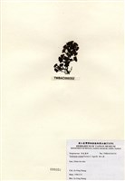 藏品(喇叭藻)的圖片